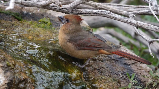 Northern Cardinal - ML643254682