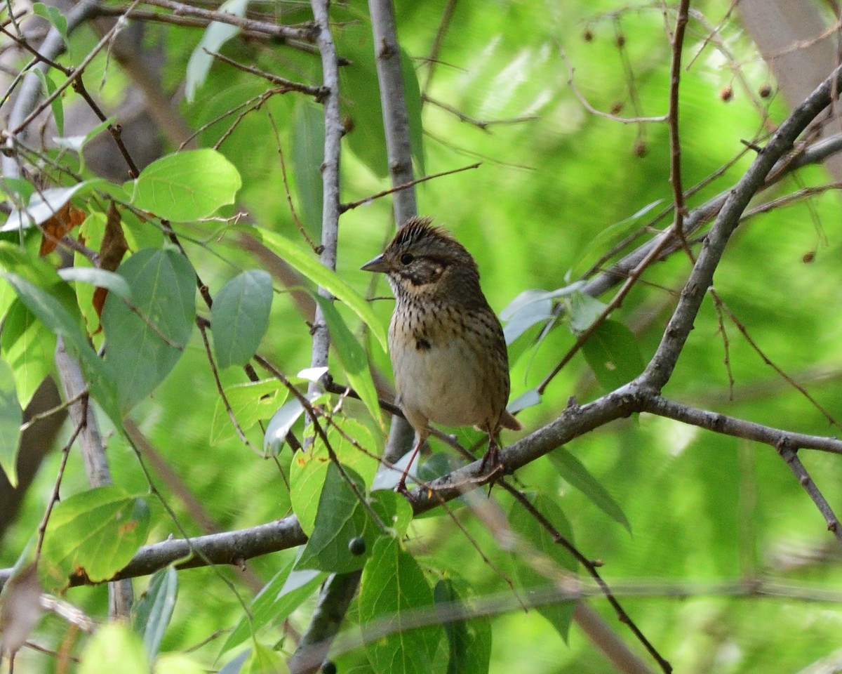Lincoln's Sparrow - ML643254695