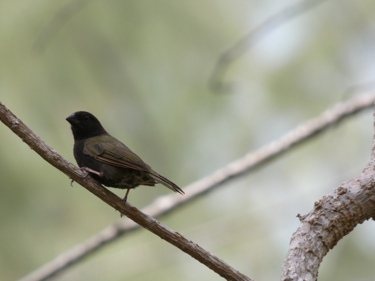 Black-faced Grassquit - ML643254757