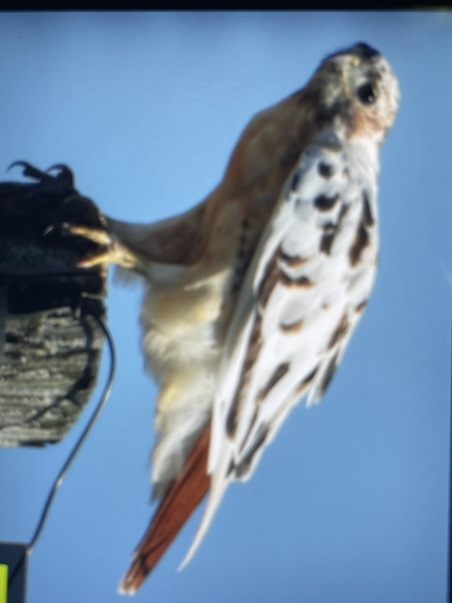 Red-tailed Hawk - ML643254764