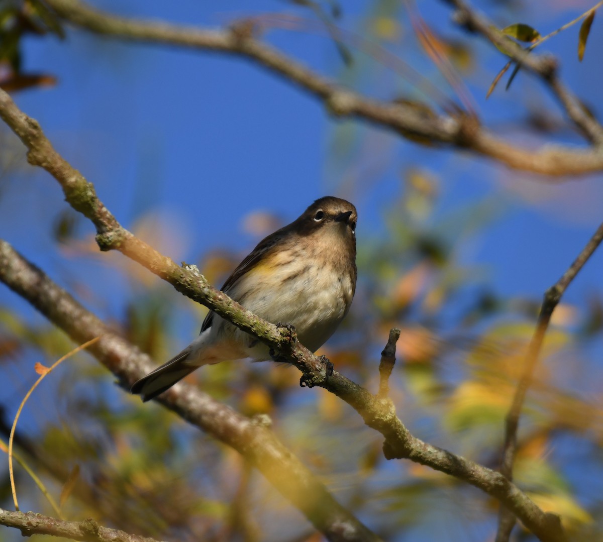 Yellow-rumped Warbler - ML643254771