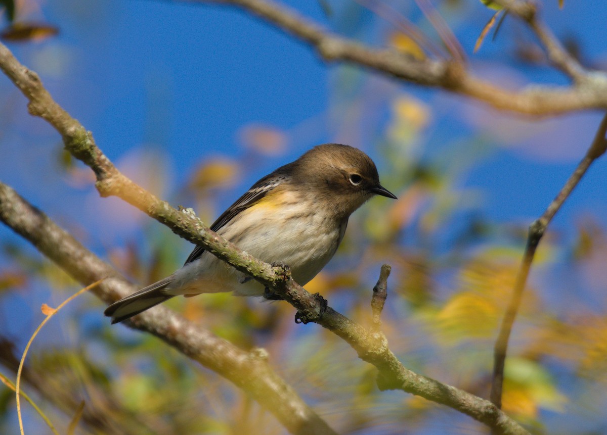 Yellow-rumped Warbler - ML643254773