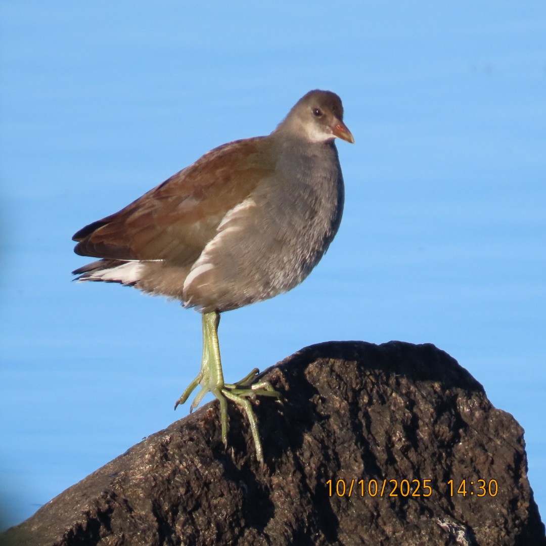 Common Gallinule - ML643254787