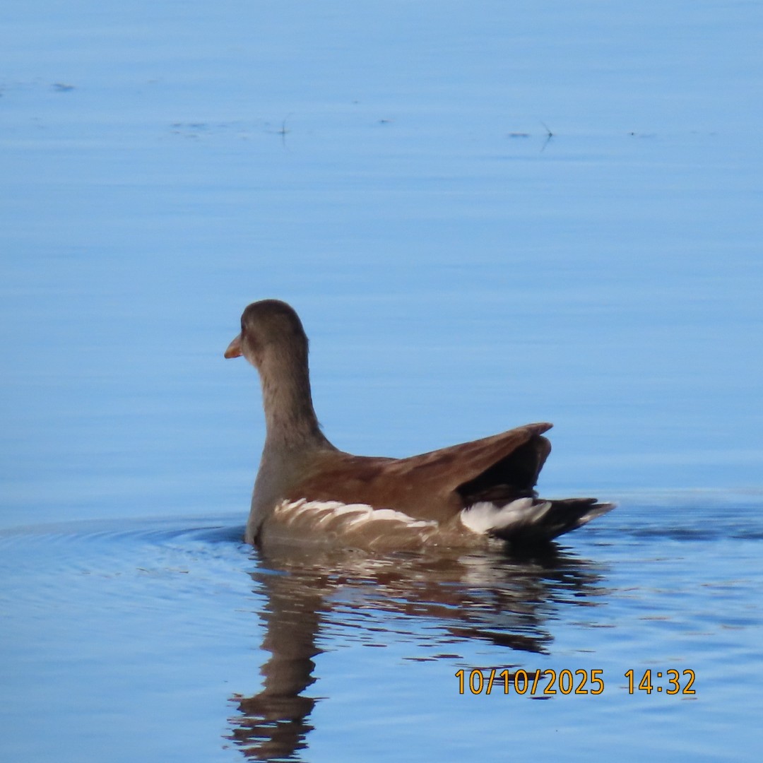 Common Gallinule - ML643254788