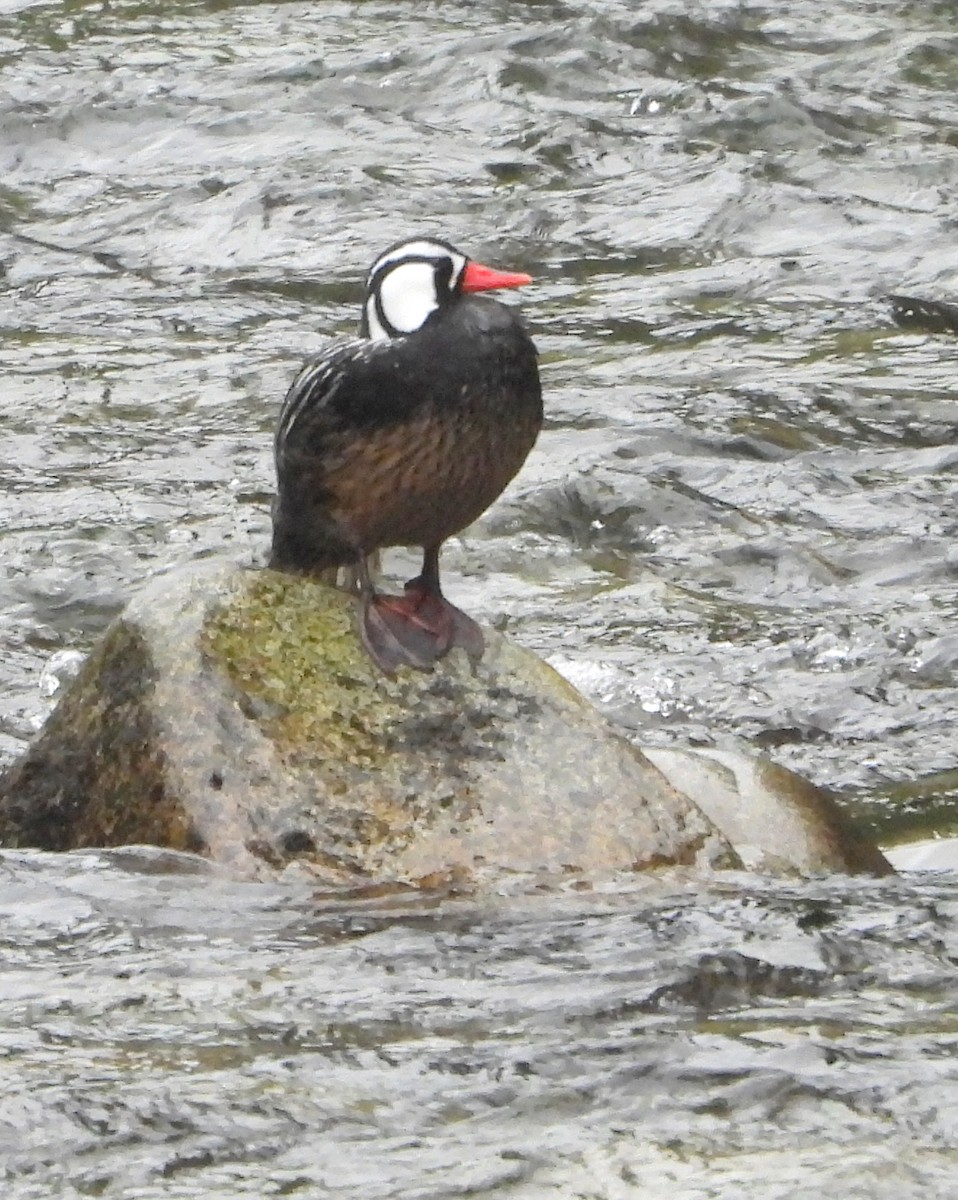 Torrent Duck - ML643254794