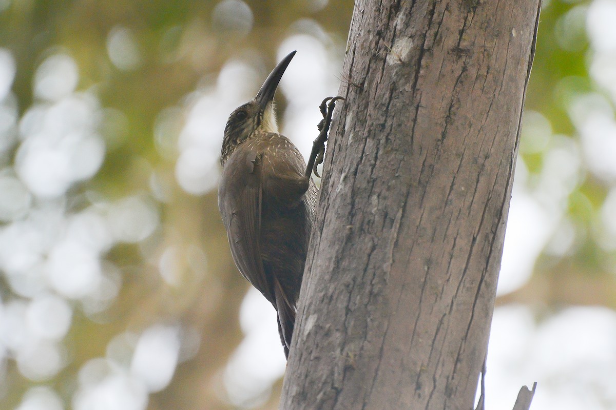 White-throated Woodcreeper - ML643254801