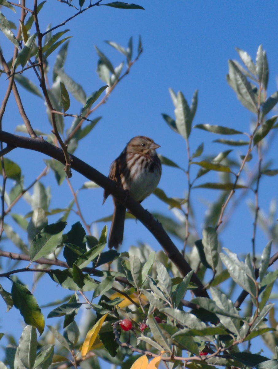 Song Sparrow - ML643254802