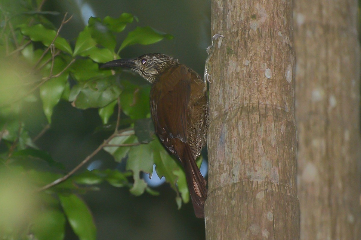 White-throated Woodcreeper - ML643254807
