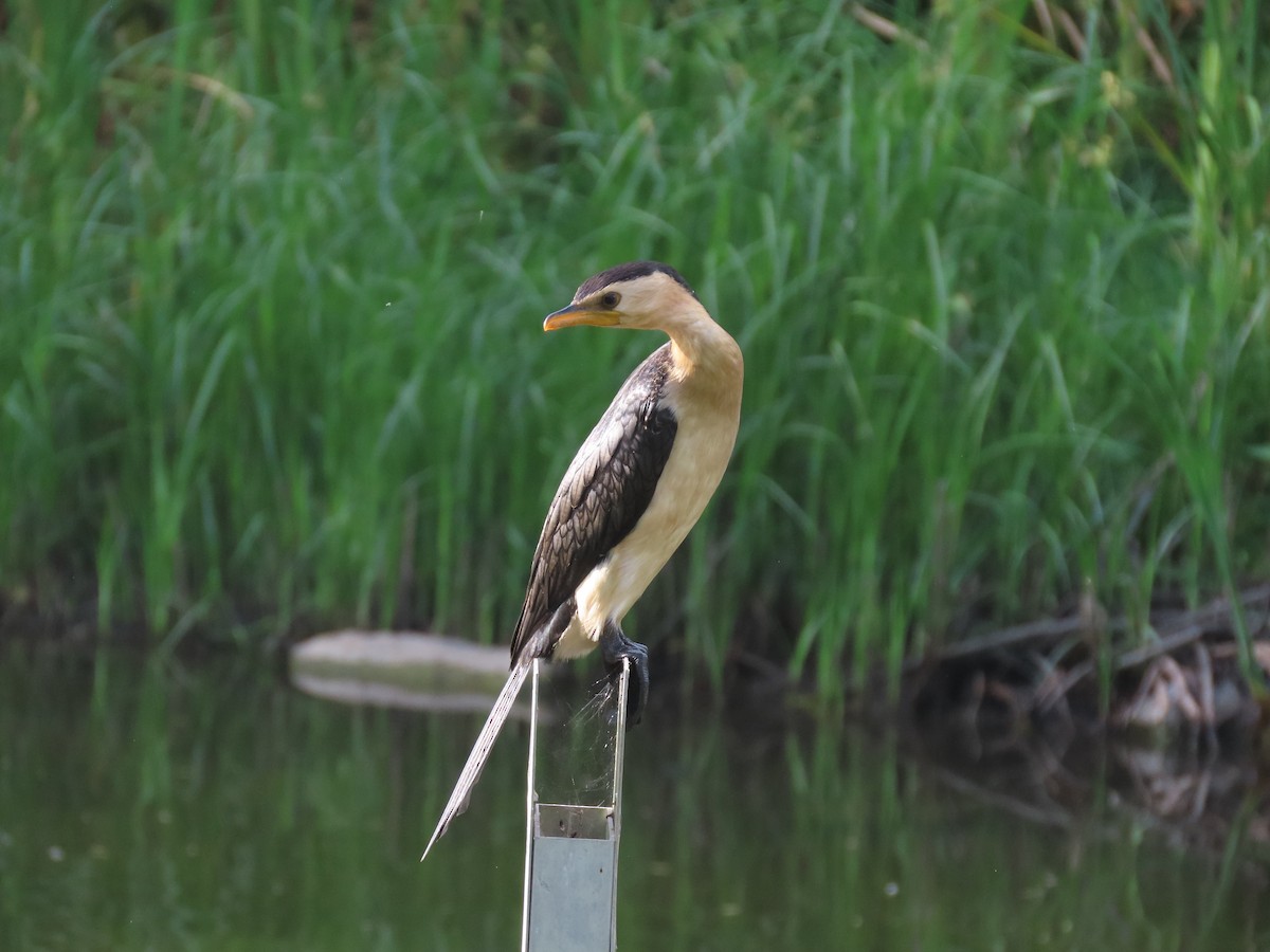 Little Pied Cormorant - ML643254809