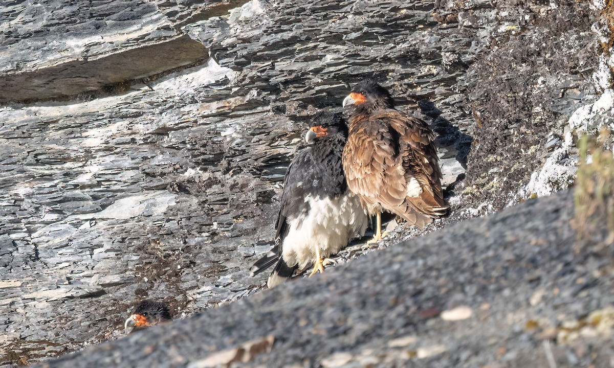 Mountain Caracara - ML643254824