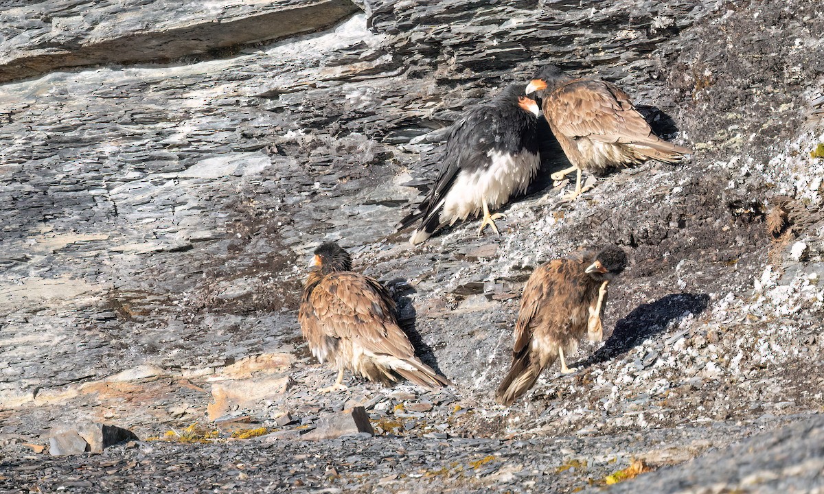 Mountain Caracara - ML643254825