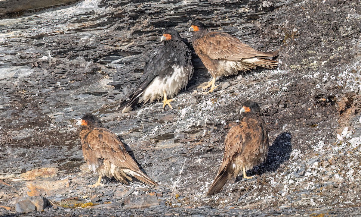 Mountain Caracara - ML643254827