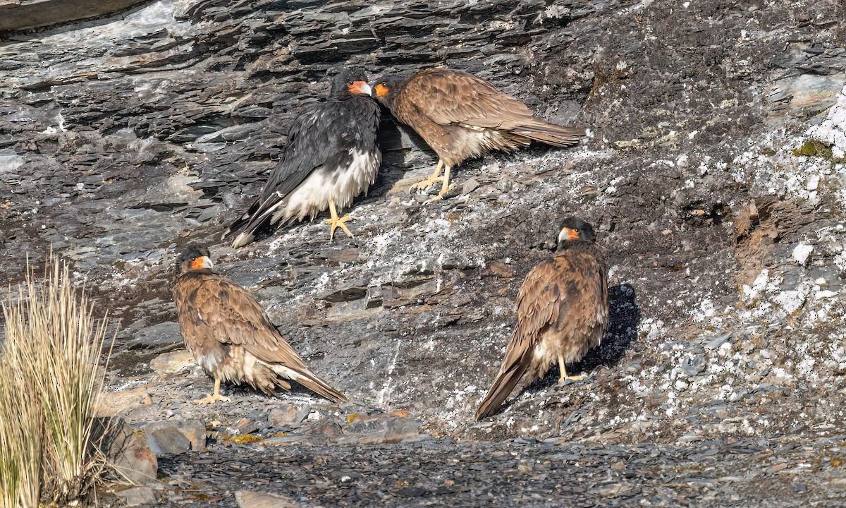 Mountain Caracara - ML643254829