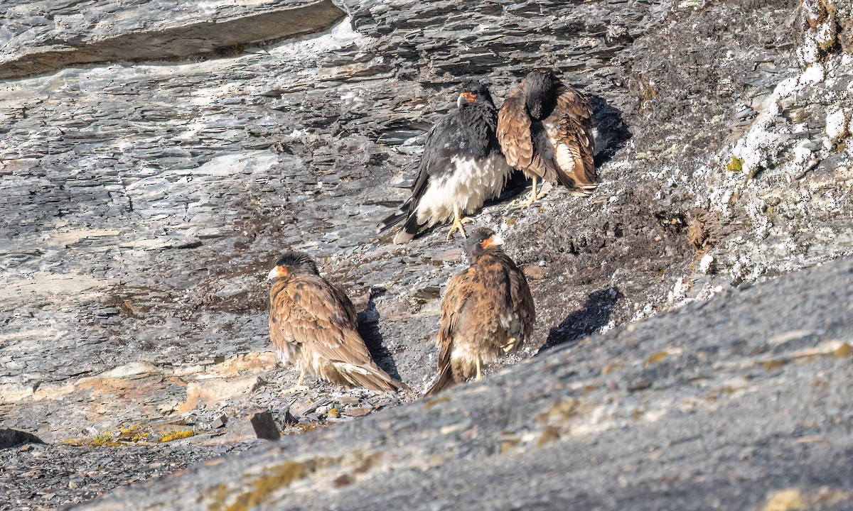Mountain Caracara - ML643254830