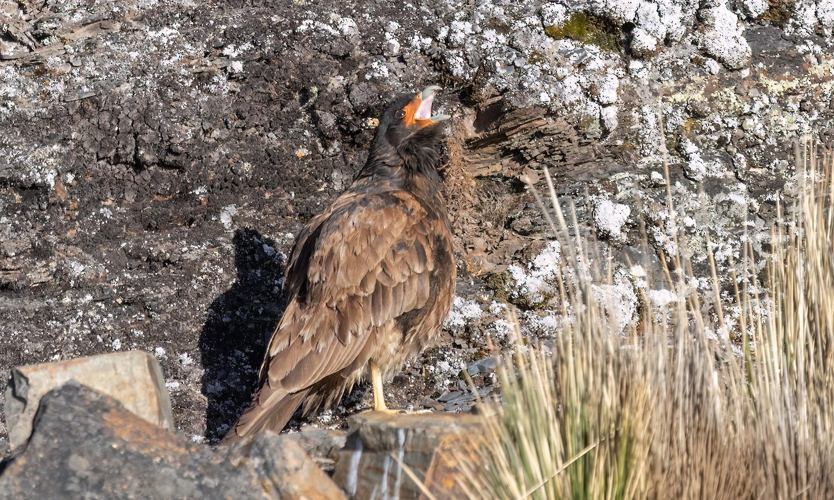 Mountain Caracara - ML643254832