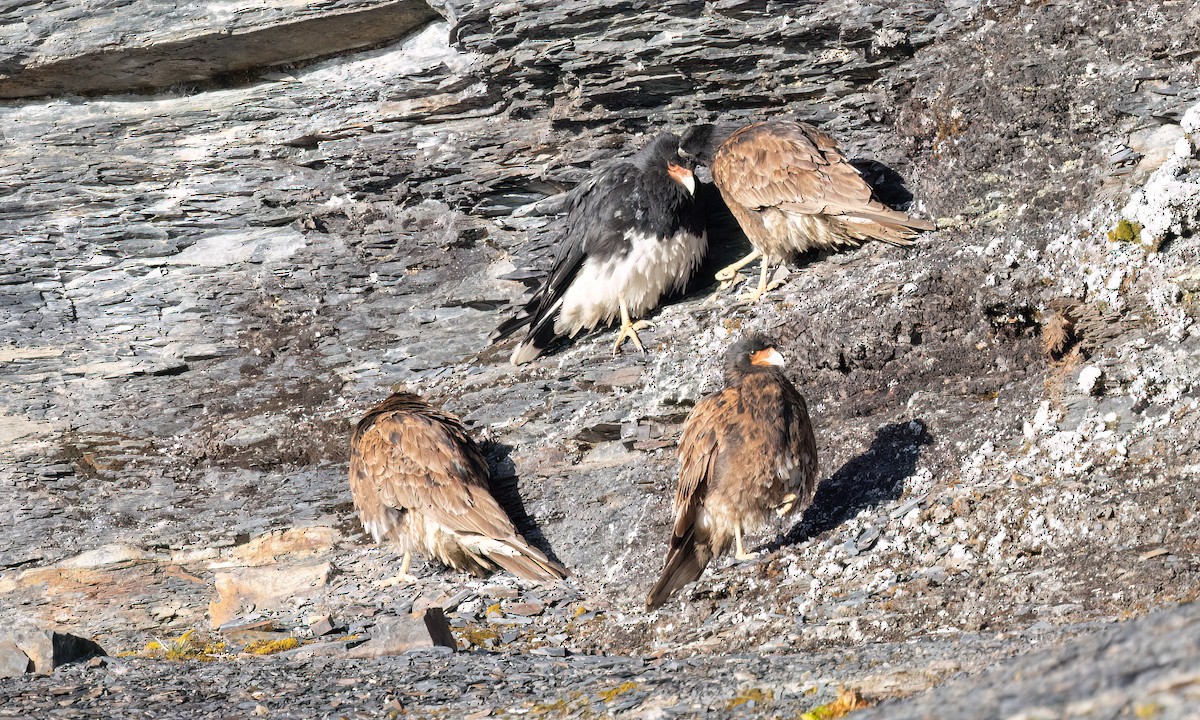 Mountain Caracara - ML643254833