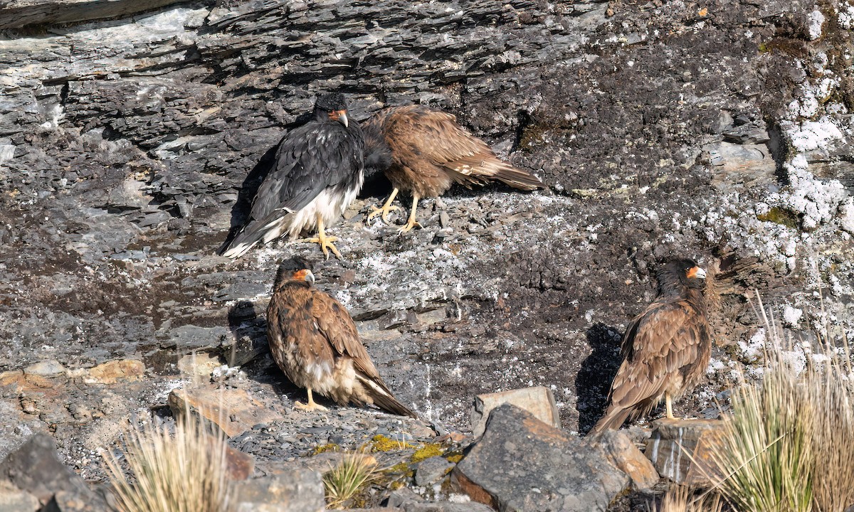 Mountain Caracara - ML643254834
