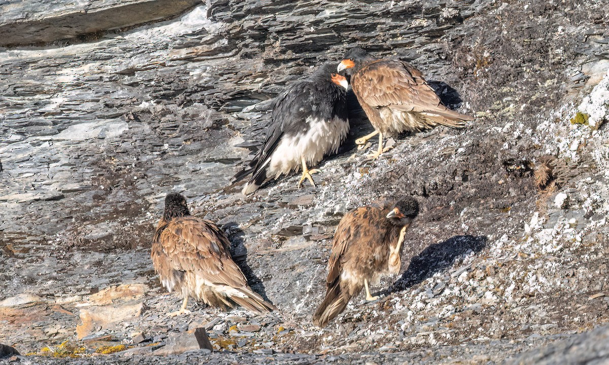 Mountain Caracara - ML643254835