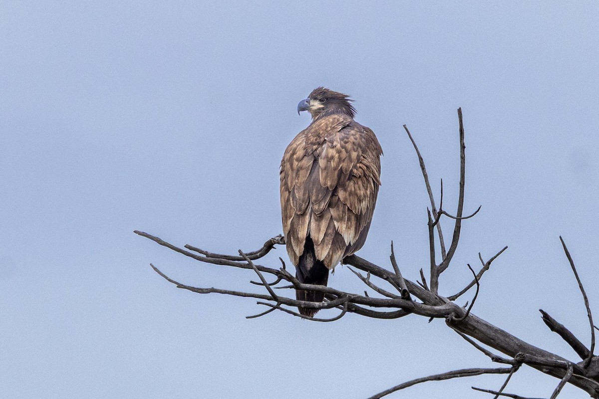 Bald Eagle - ML643254847