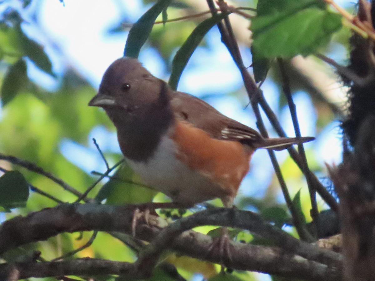 ワキアカトウヒチョウ - ML643254872