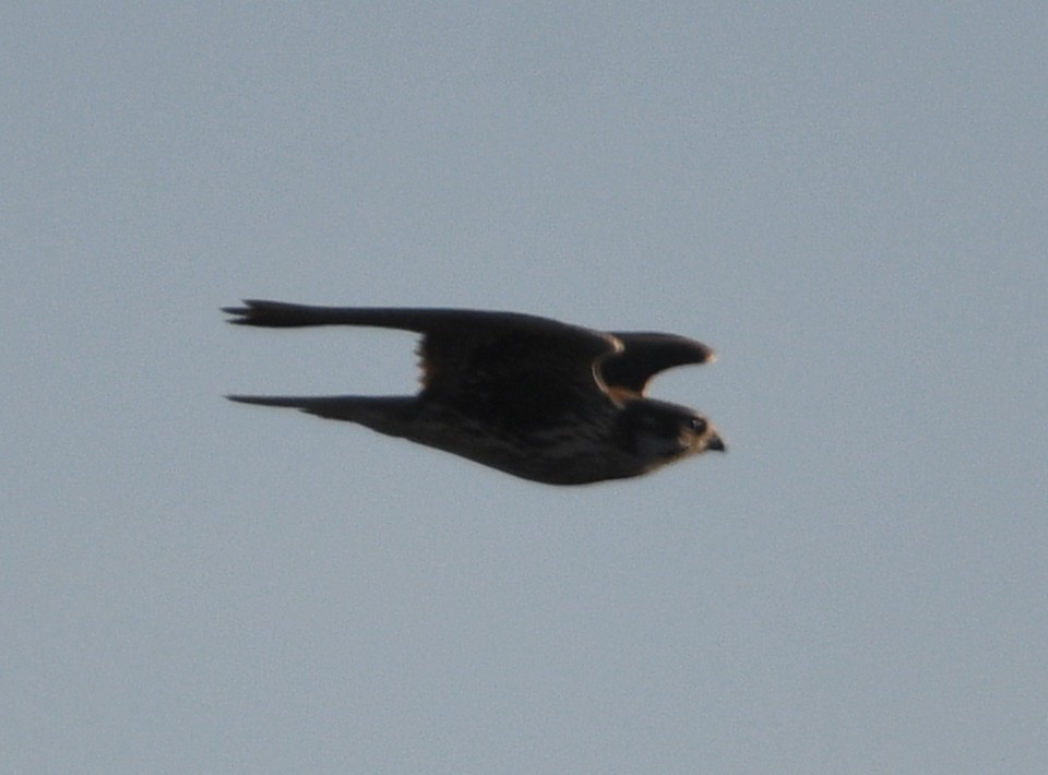 Prairie Falcon - ML643254909