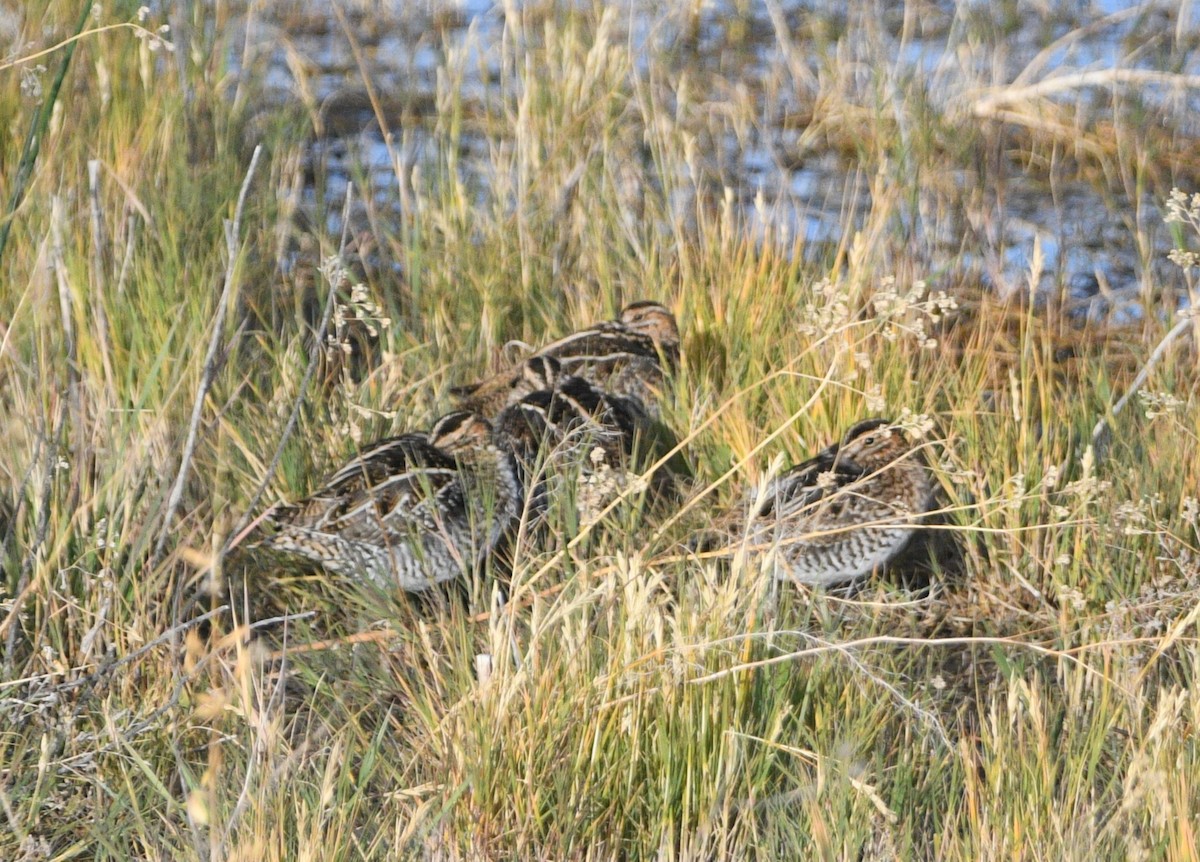 indianerbekkasin - ML643254922
