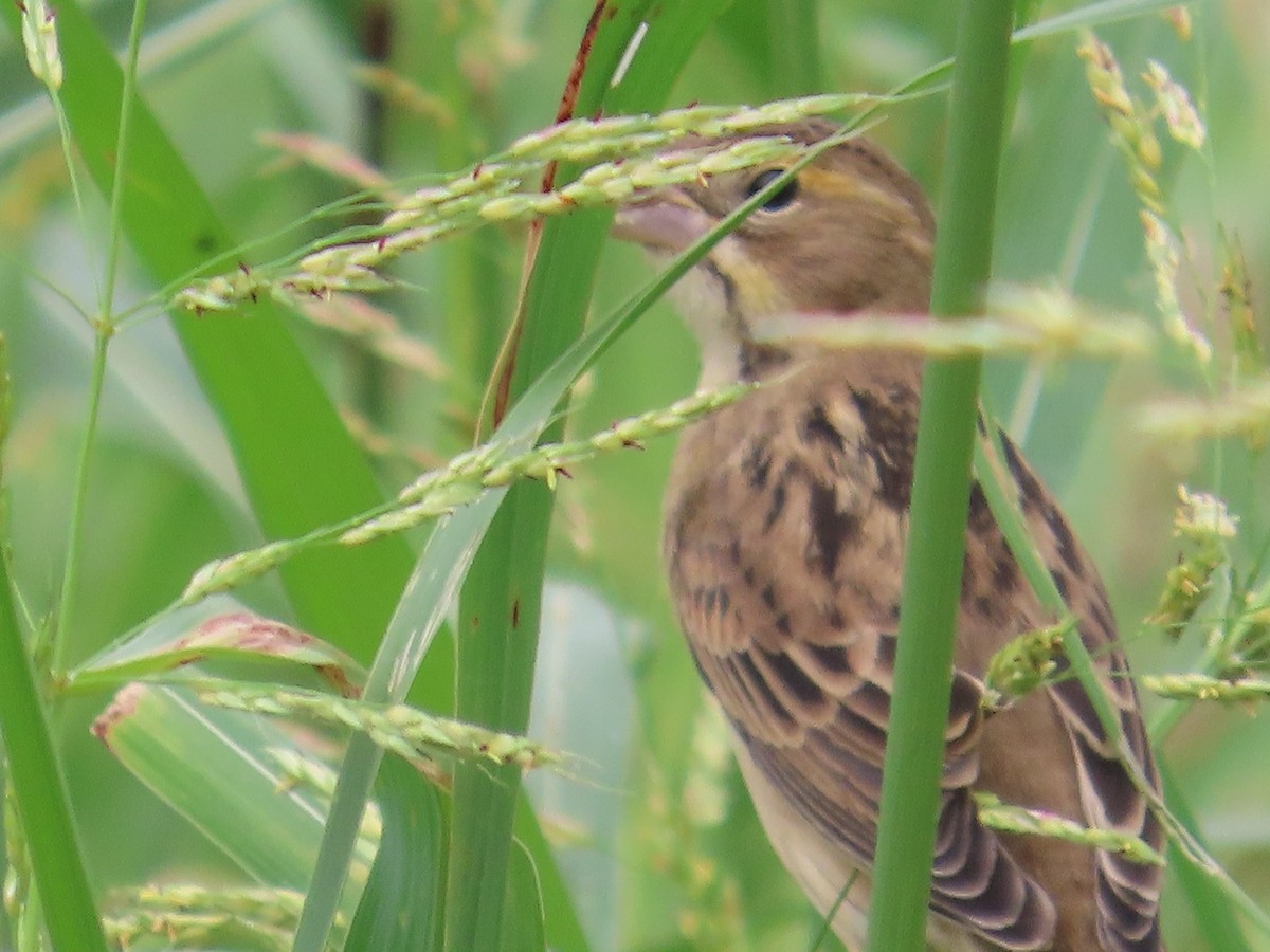 Dickcissel - ML643254945