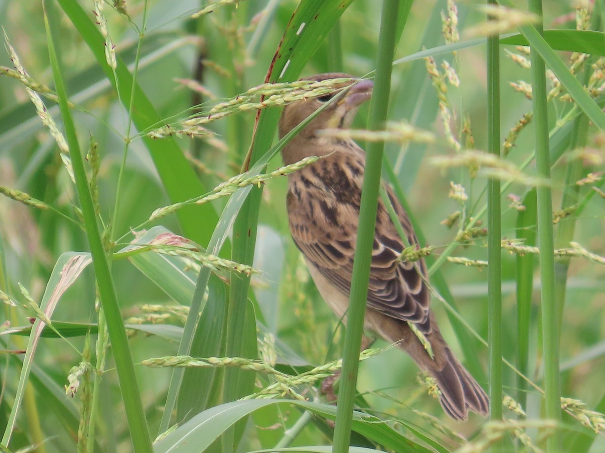 Dickcissel - ML643254988