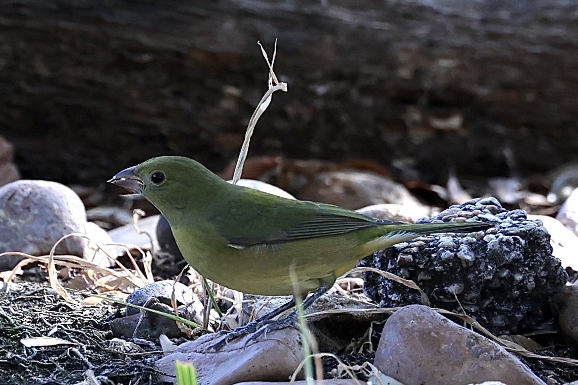 Painted Bunting - ML643255011