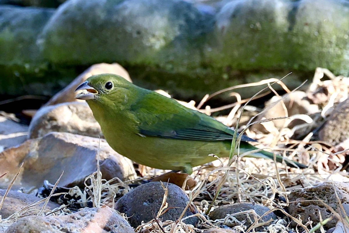 Painted Bunting - ML643255012