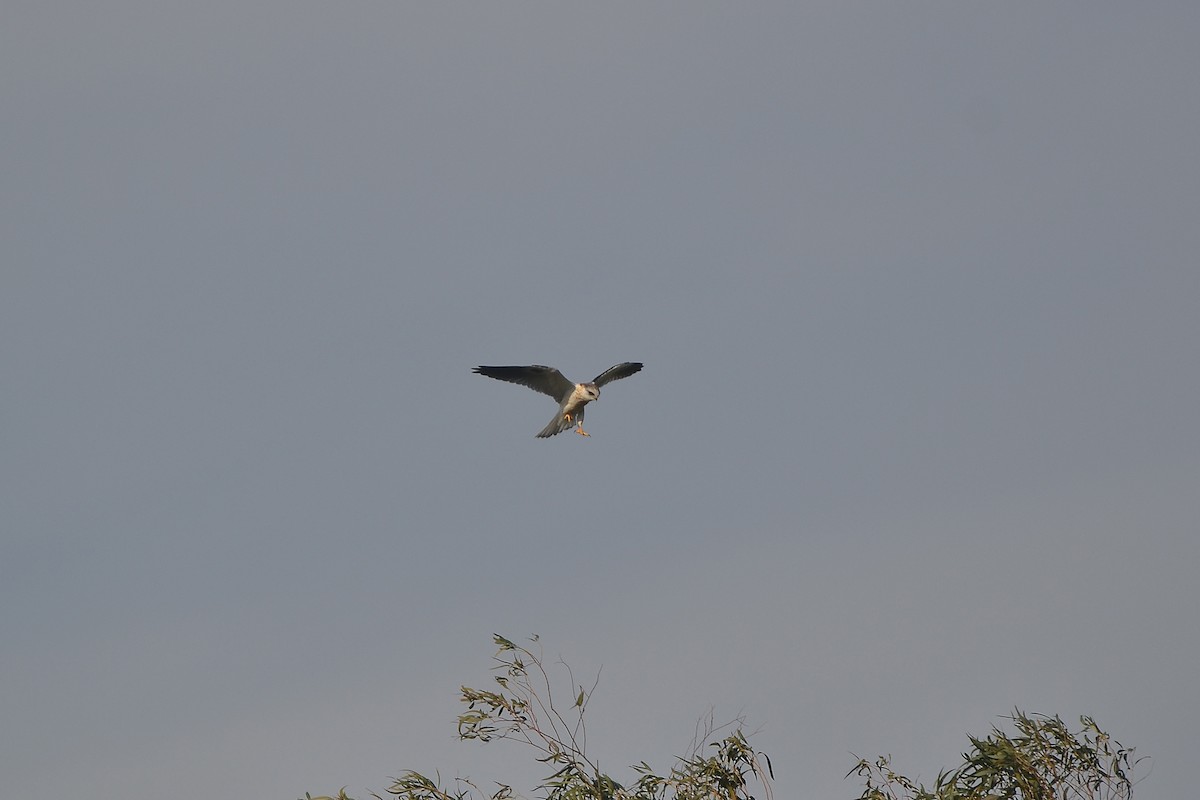 White-tailed Kite - ML643255050