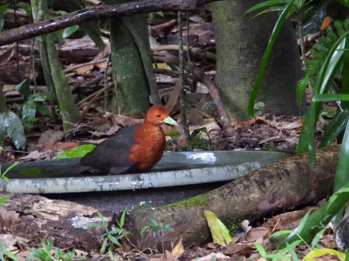 Red-necked Crake - ML643255071