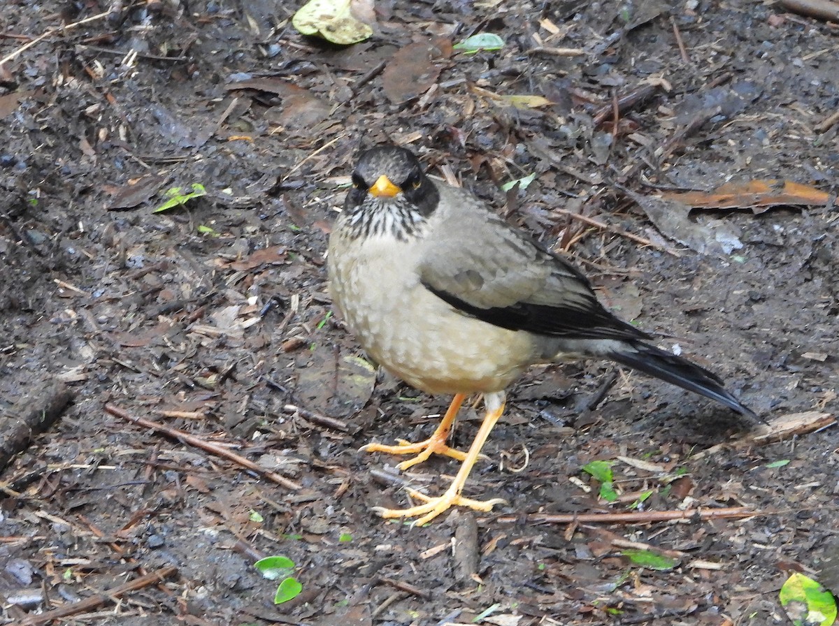 Austral Thrush - ML643255152