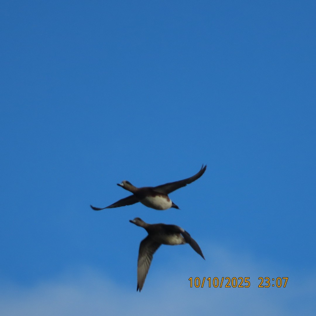 American Wigeon - ML643255191