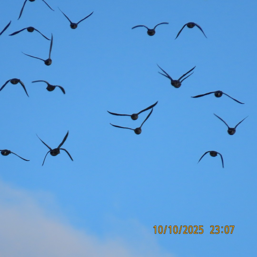 American Wigeon - ML643255192