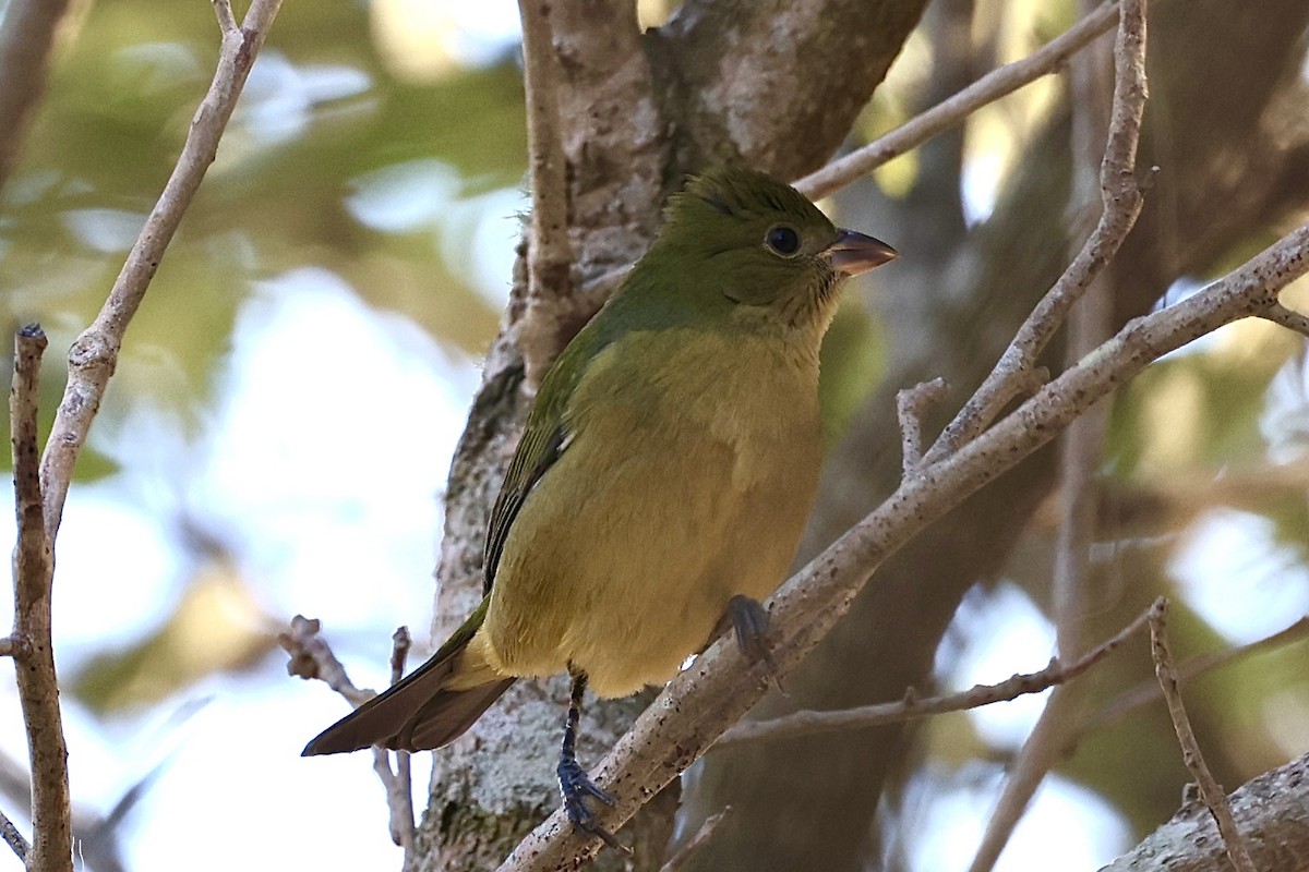 Painted Bunting - ML643255194