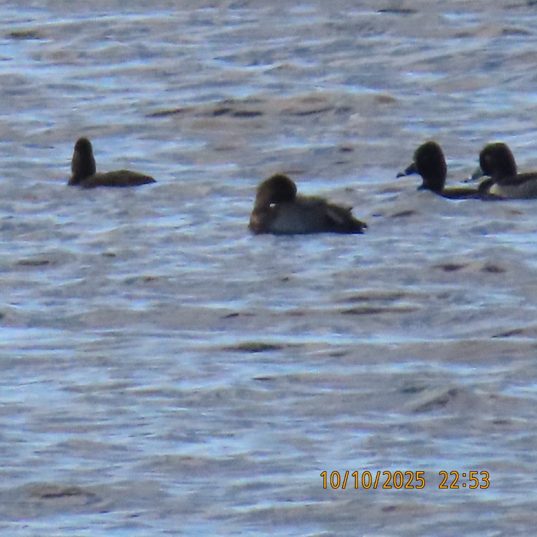 Ring-necked Duck - ML643255196
