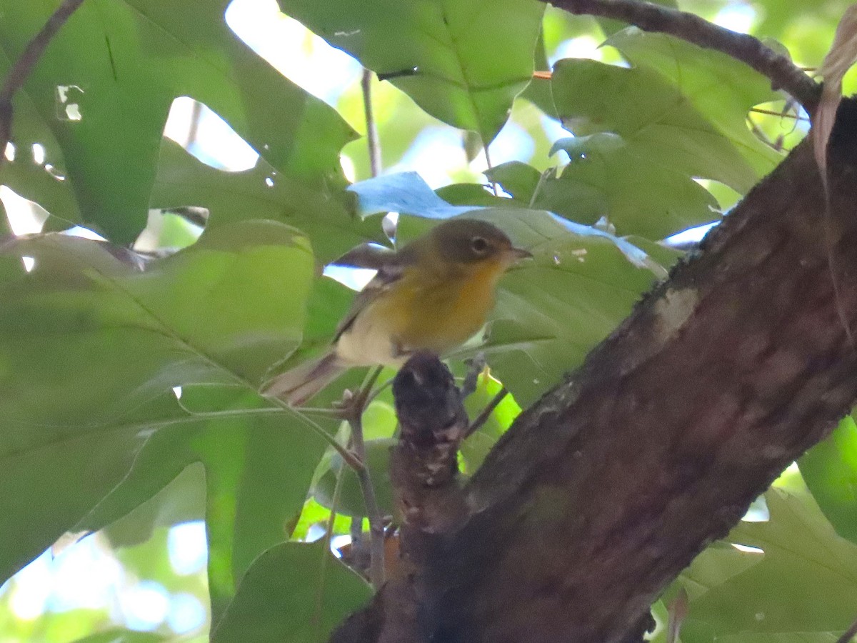 Pine Warbler - ML643255252