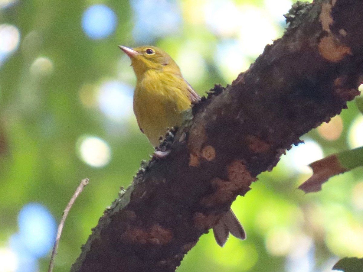 Pine Warbler - ML643255253