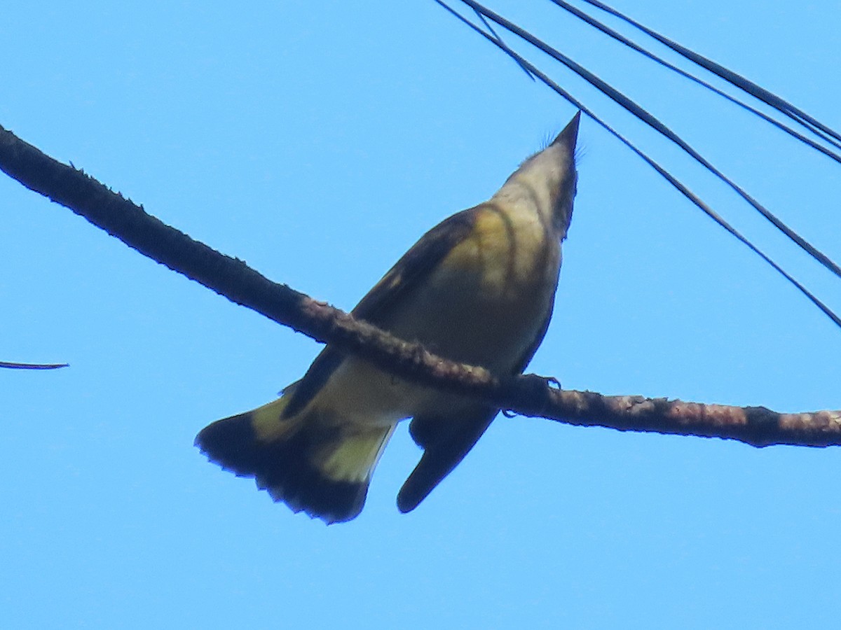 American Redstart - ML643255259