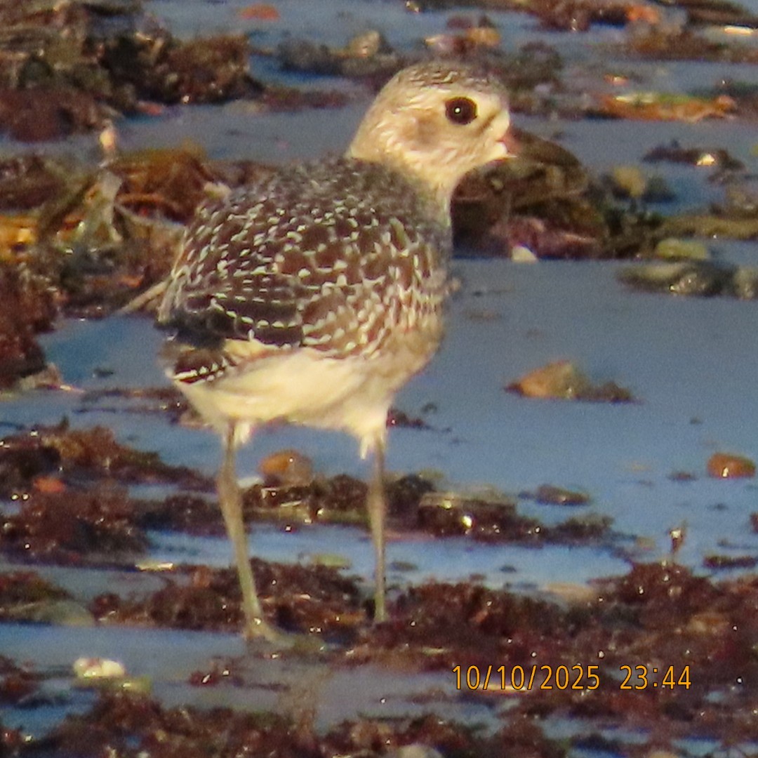 Black-bellied Plover - ML643255269