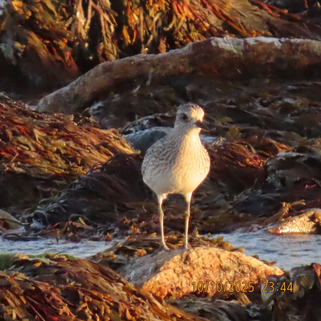 Black-bellied Plover - ML643255270
