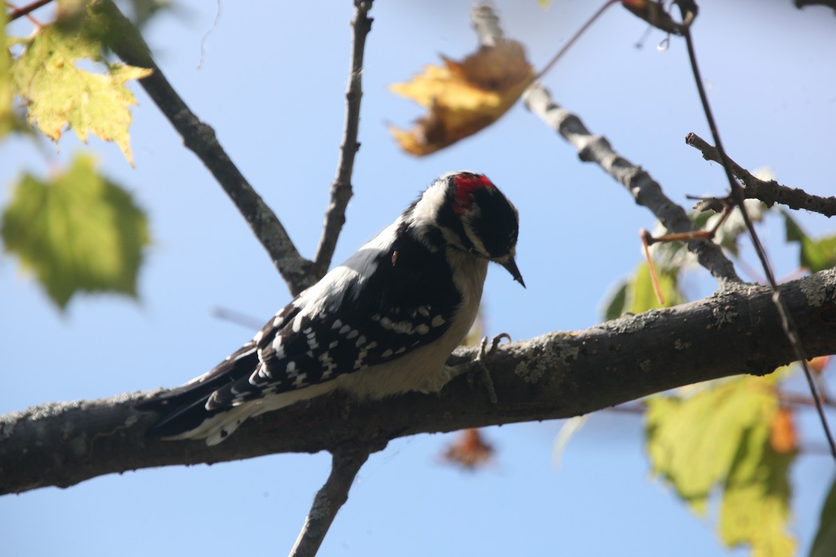 Downy Woodpecker - Paul Miller
