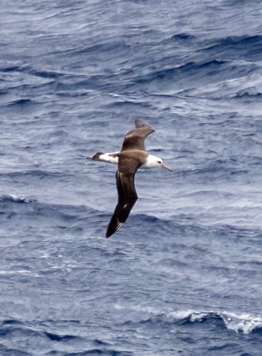 Laysanalbatros - ML643255286