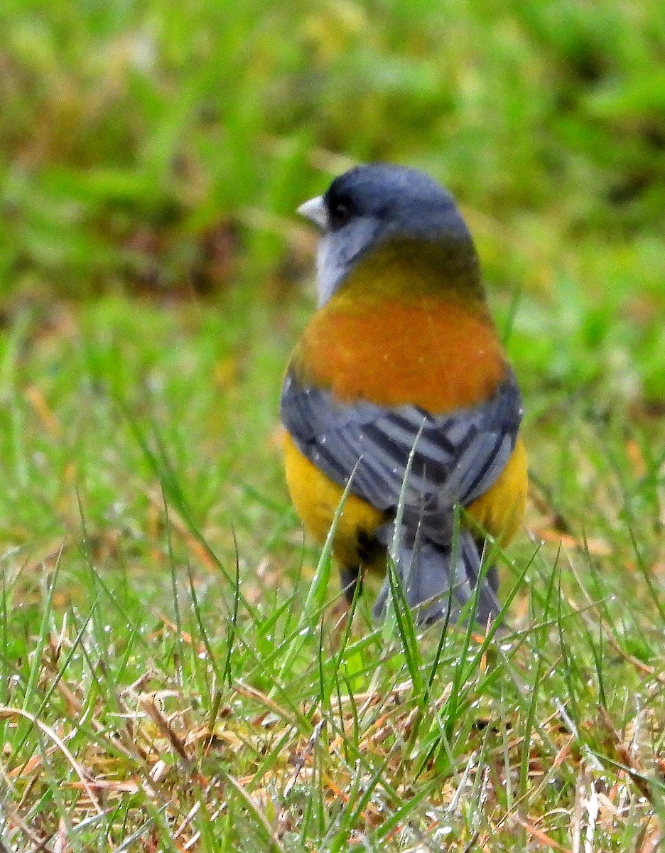 Patagonian Sierra Finch - ML643255315