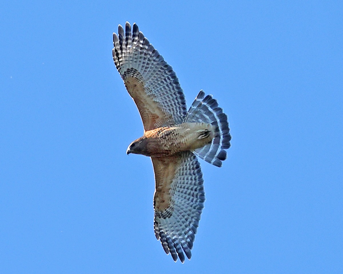 カタアカノスリ - ML643255316