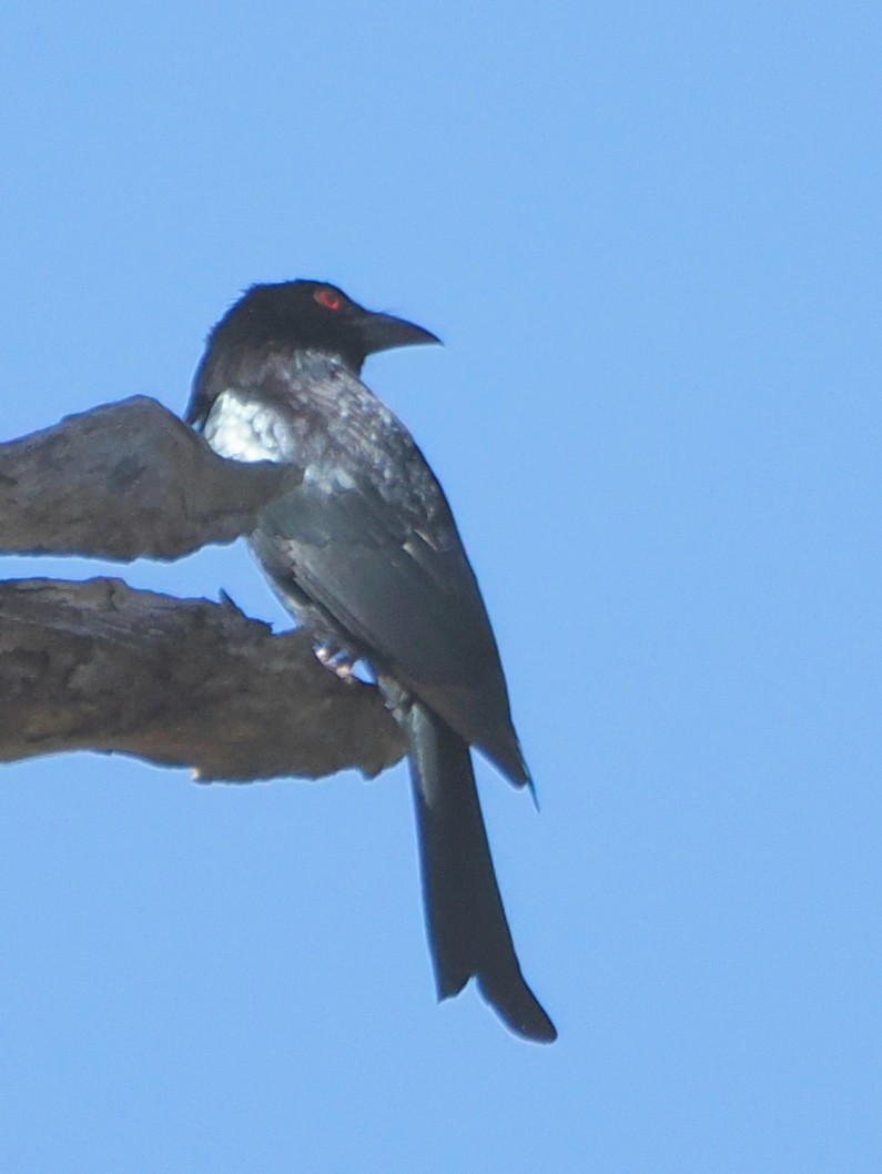 Drongo pailleté - ML643255330