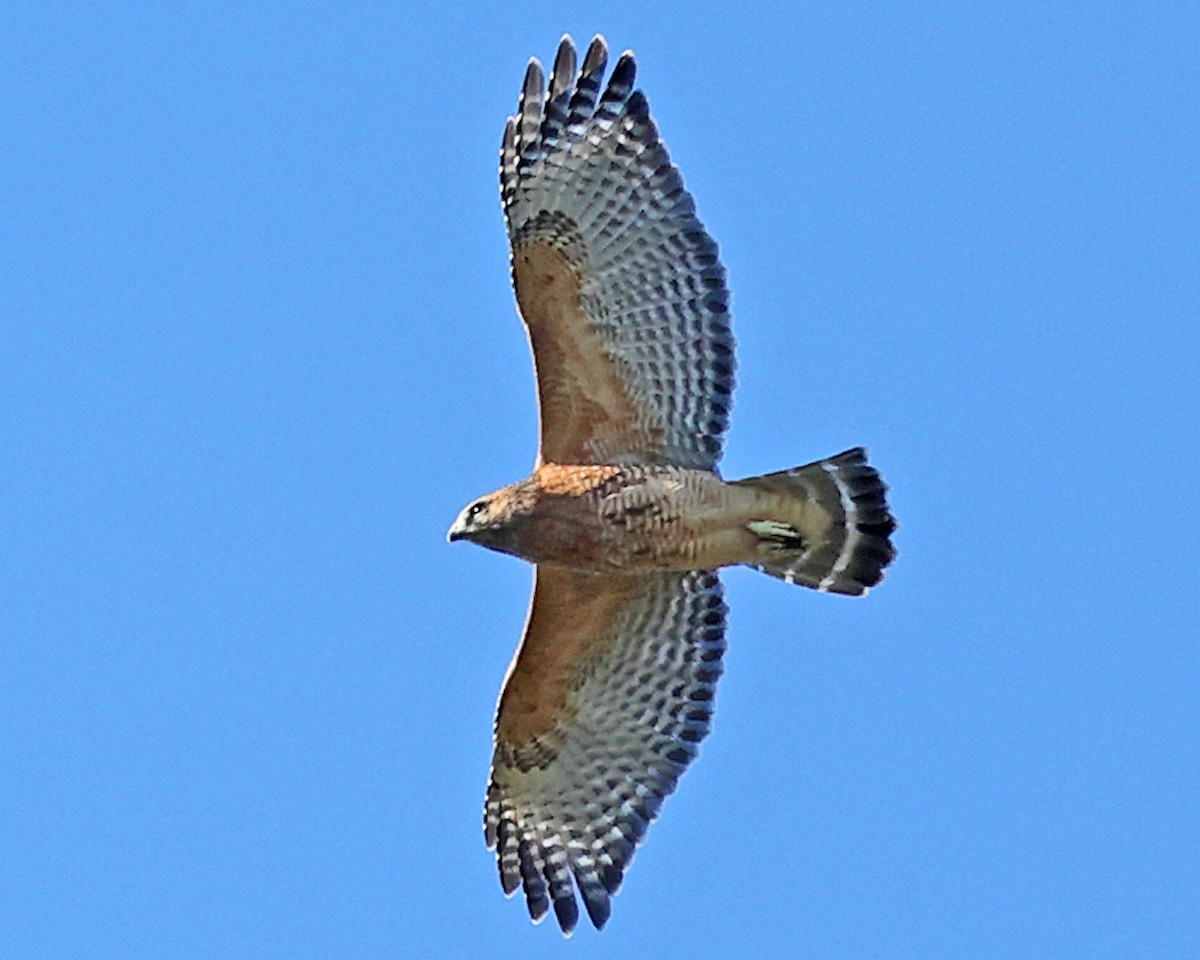 カタアカノスリ - ML643255333