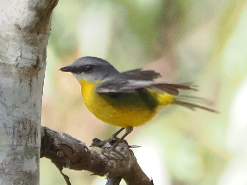 Miro à poitrine jaune - ML643255341