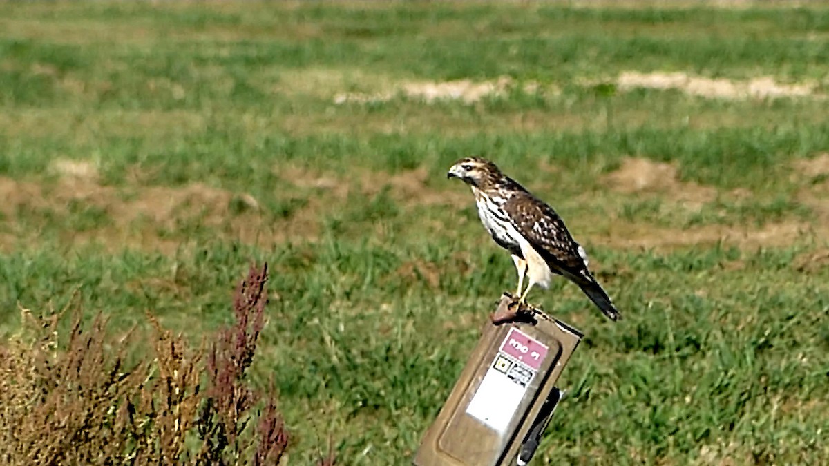 カタアカノスリ - ML643255343